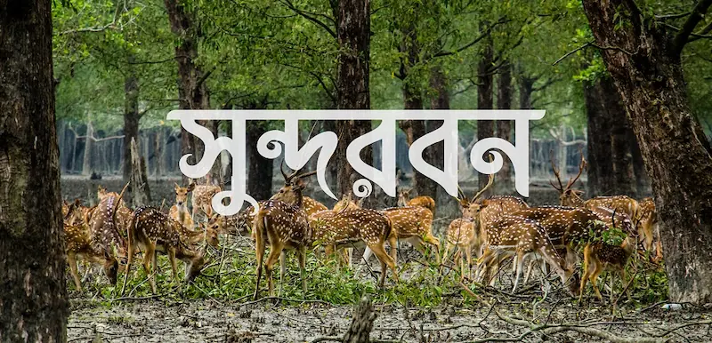 Sundarbans Trip